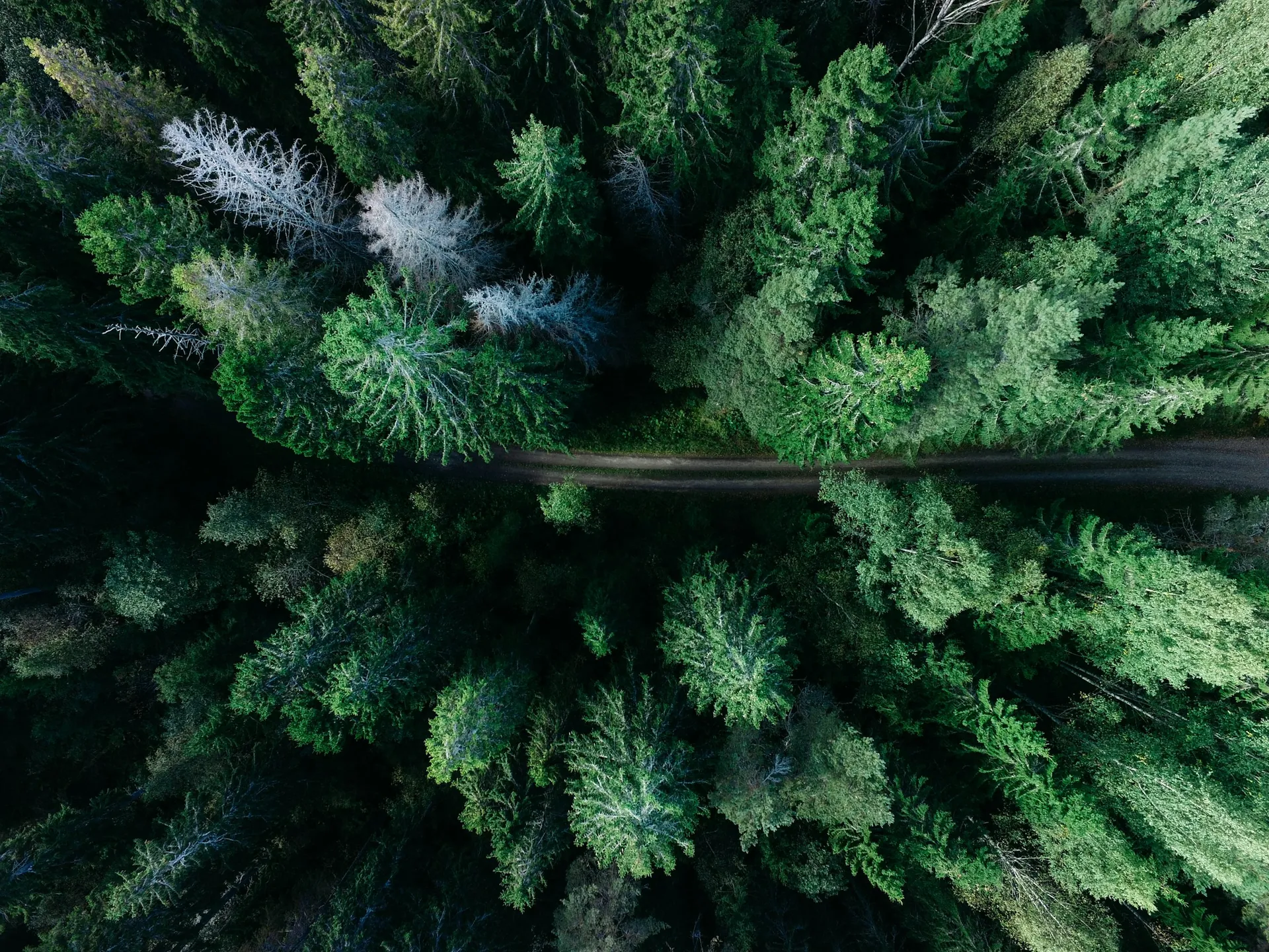 Aerial view of evergreen trees